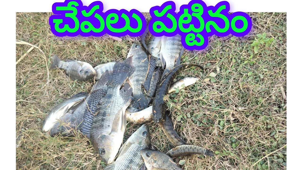 చేపలు పట్టడానికి అయితే పోయినం టైంపాస్🐠🐠🐠🐠🐟