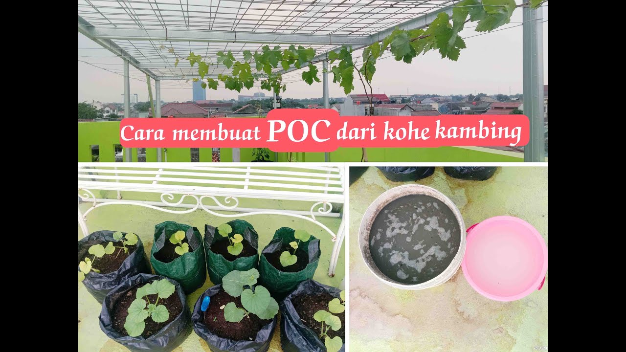 Tips membuat Pupuk Organik Cair (POC) dari kohe kambing, untuk mempercepat pertumbuhan bibit Anggur