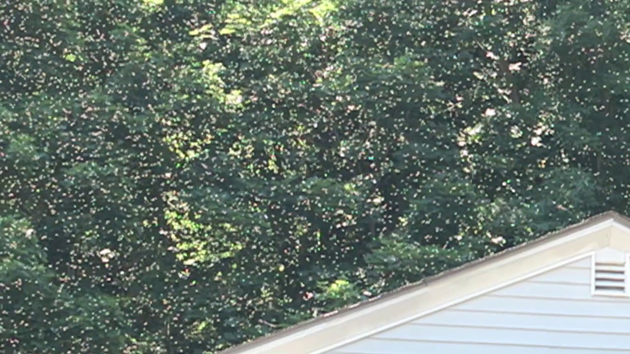 I Lost a Massive Swarm of Bees on the 4th of July 2018