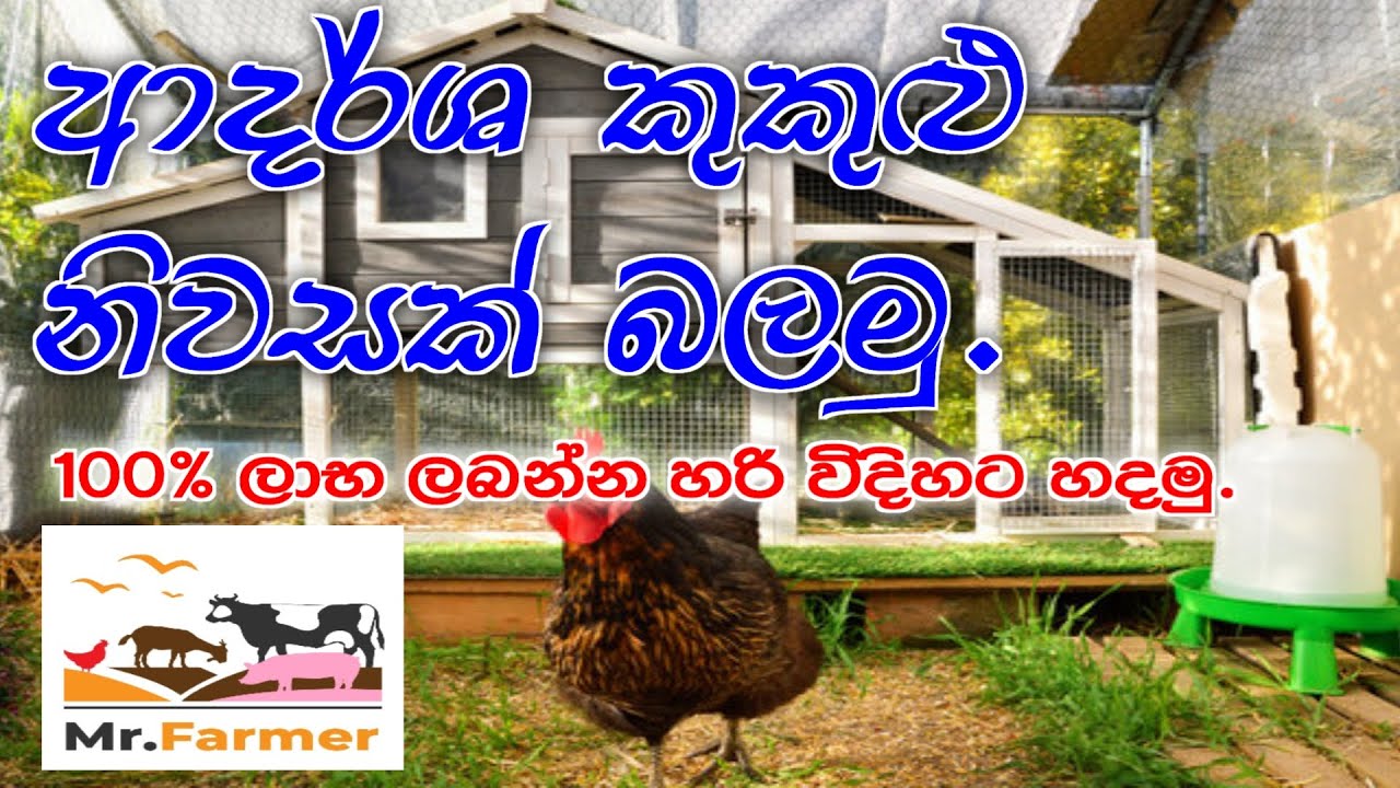 කුකුළු නිවාස සැදිම 🐔️ | Poultry house construction