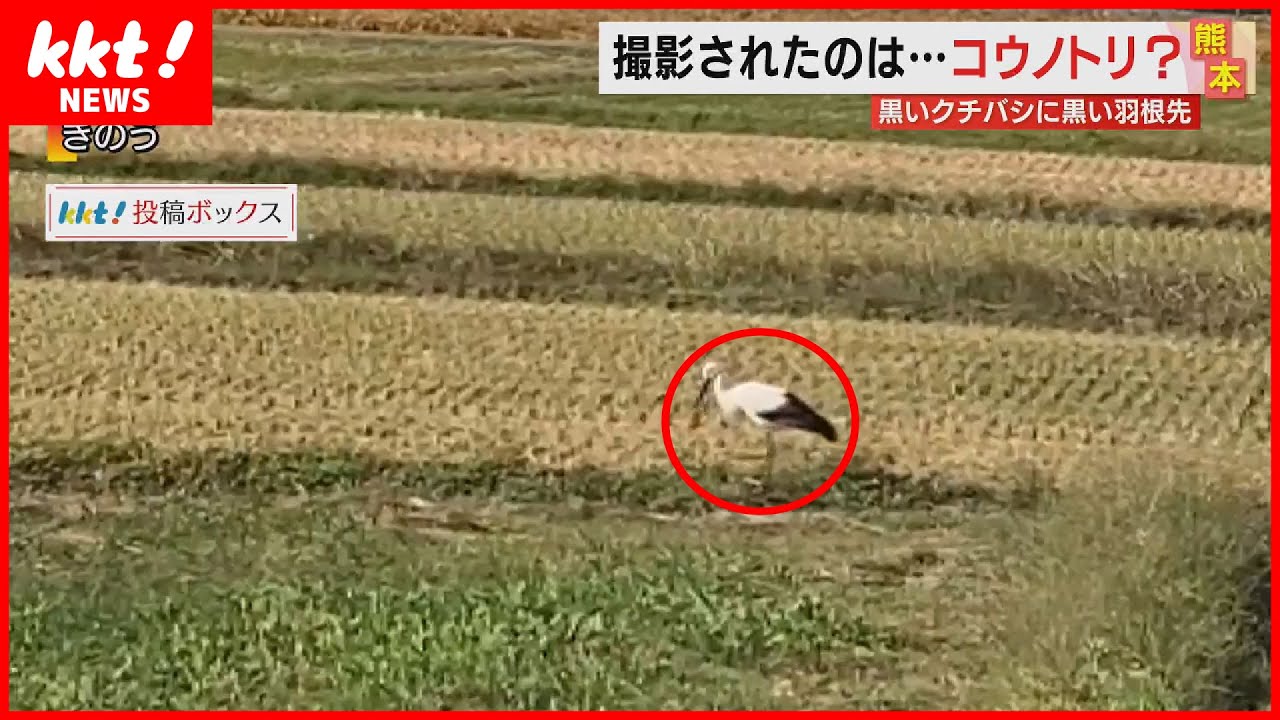 【コウノトリか!?】クチバシと羽根先が&ldquo;黒い鳥&rdquo;を熊本県内で確認　専門家の見解は