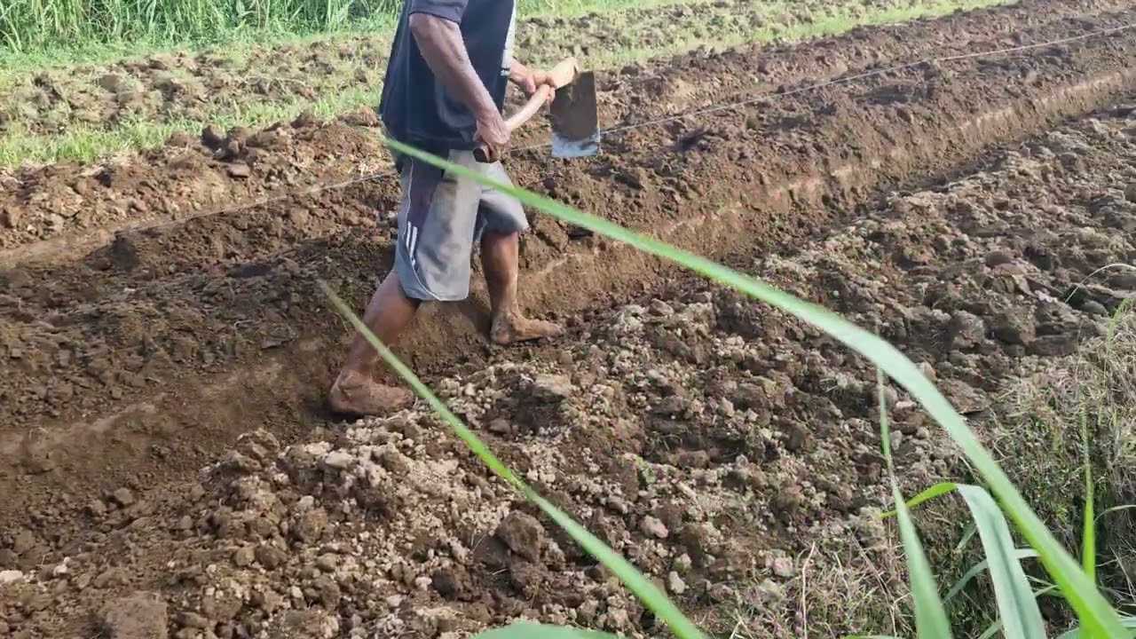 Hoeing the land with secret techniques-Agriculture farming 