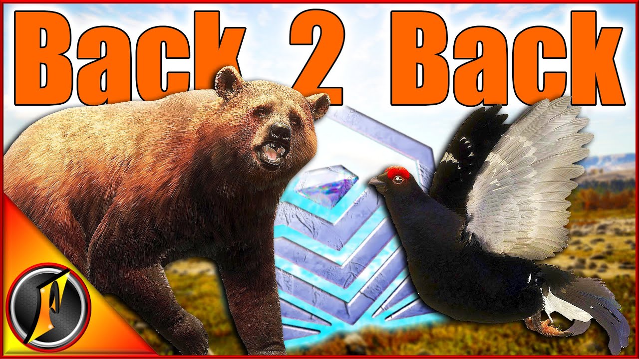 Back to Back Diamonds! | GIANT MAX WEIGHT Brown Bear + Black Grouse!