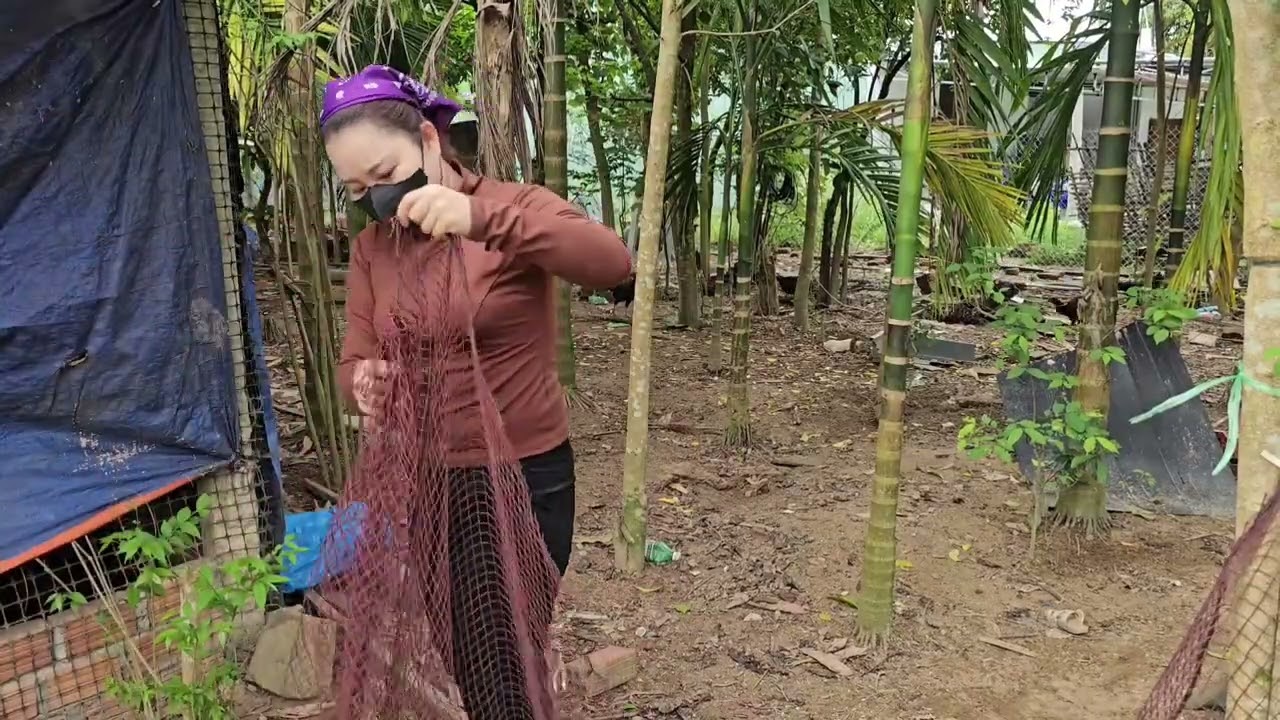 Cleaning My garden,planting corn seeds,making banana feed for chickens&ducks Village life in VIETNAM