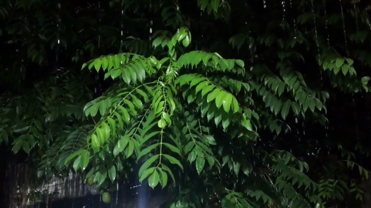 Barulho de Chuva para Dormir Rápido - Som de Chuva e Trovões à Noite #08 Sleep Sounds