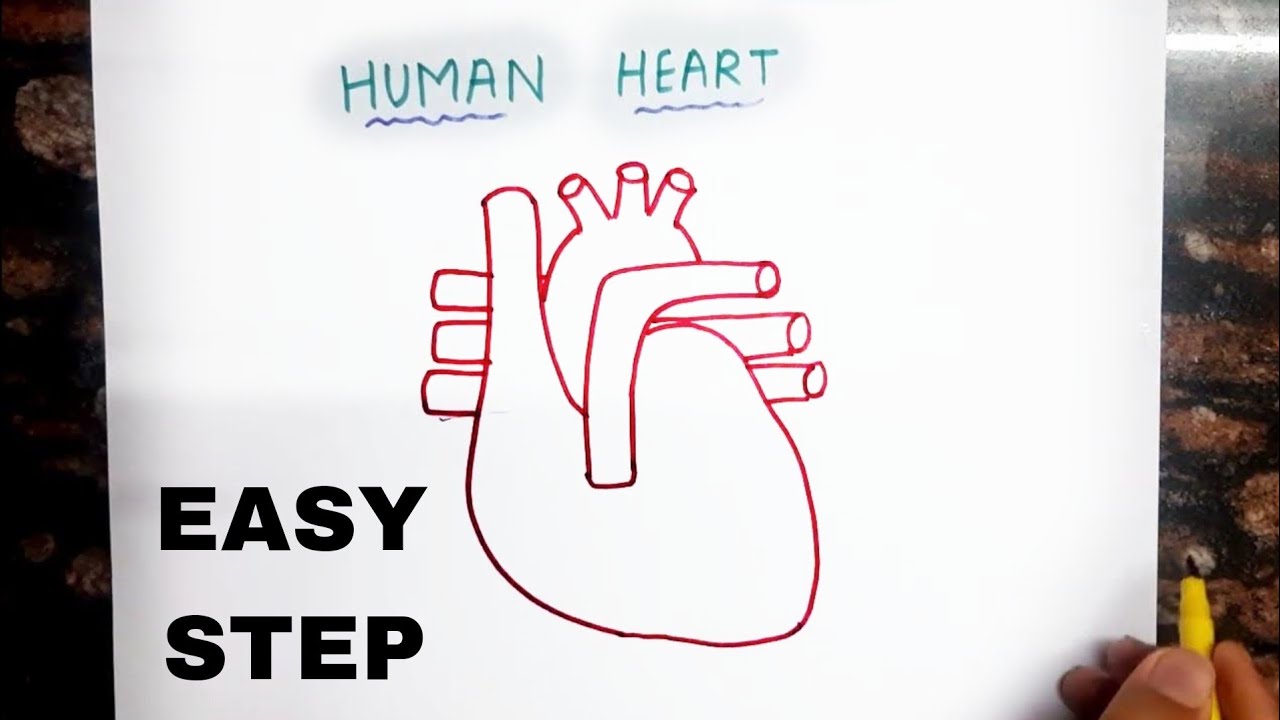 How to Draw Human Heart Diagram step by step in Hindi