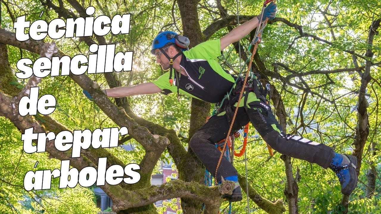 Técnicas básicas de arborismo para trepar árboles