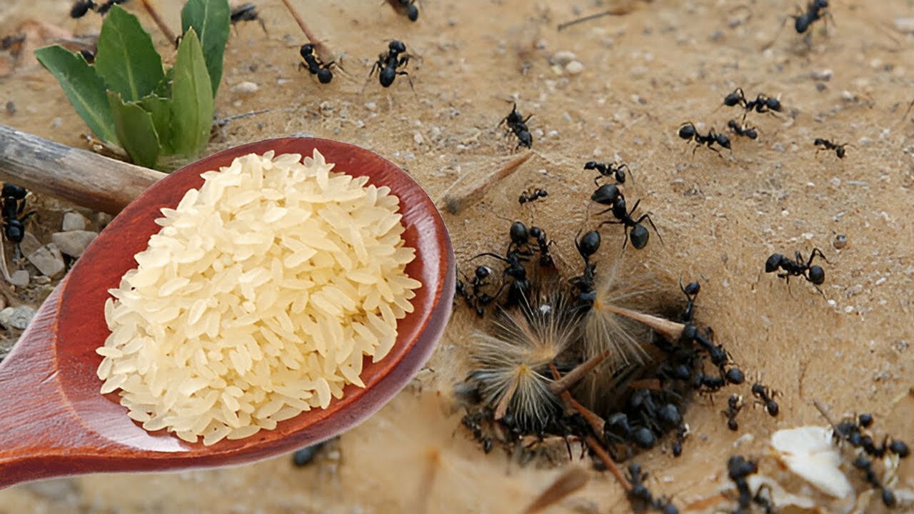 حل فتاك للتخلص من النمل للابد فى الزرع وفى المنزل 🐜