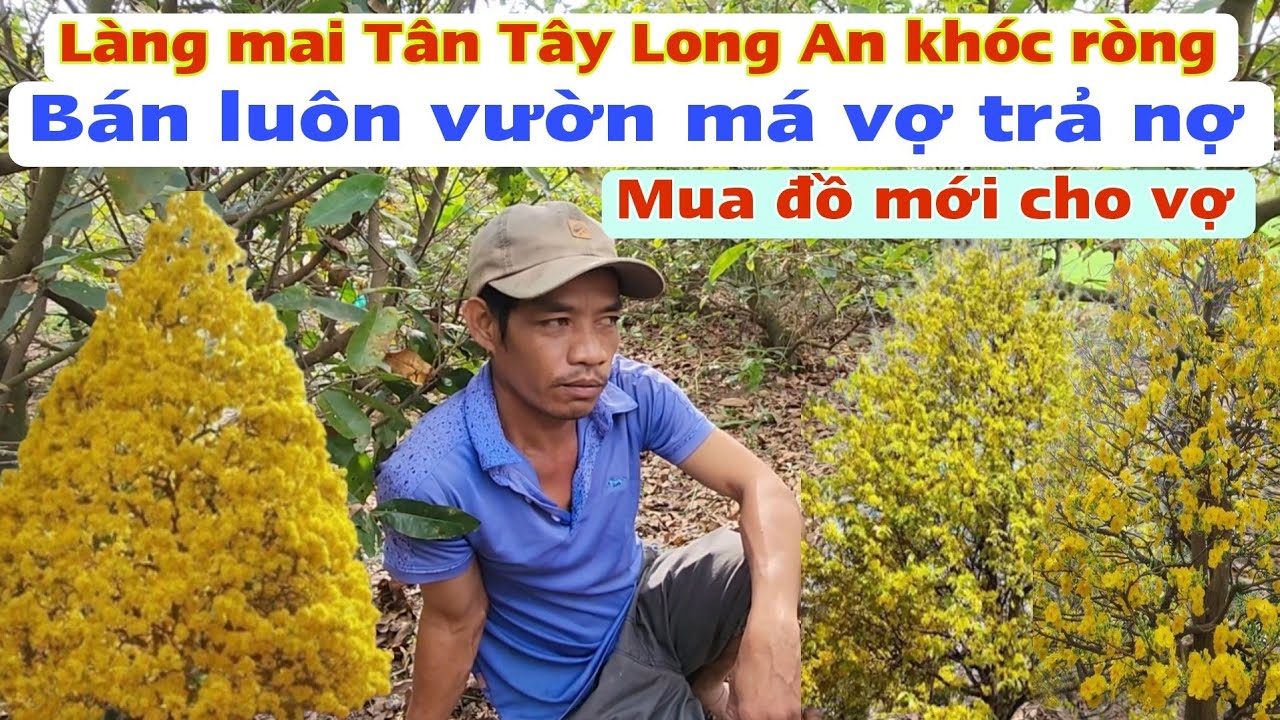 Toang rồi làng mai Tân Tây Long An bán luôn vườn mai má vợ để trả nợ