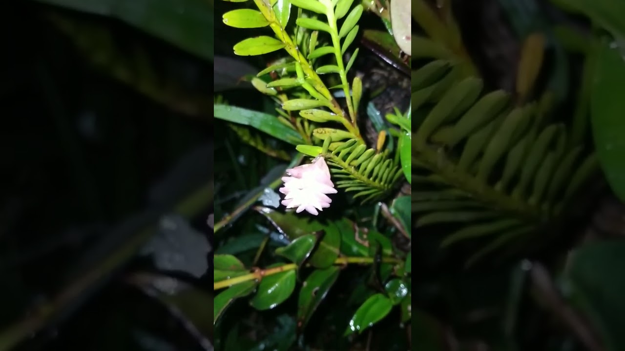 very rare plant#adventure #explore #rare #plants