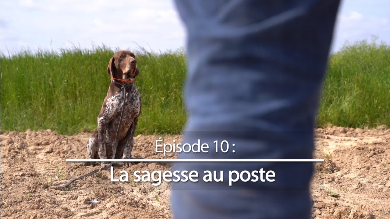 Chiens de chasse #10 : La sagesse au poste