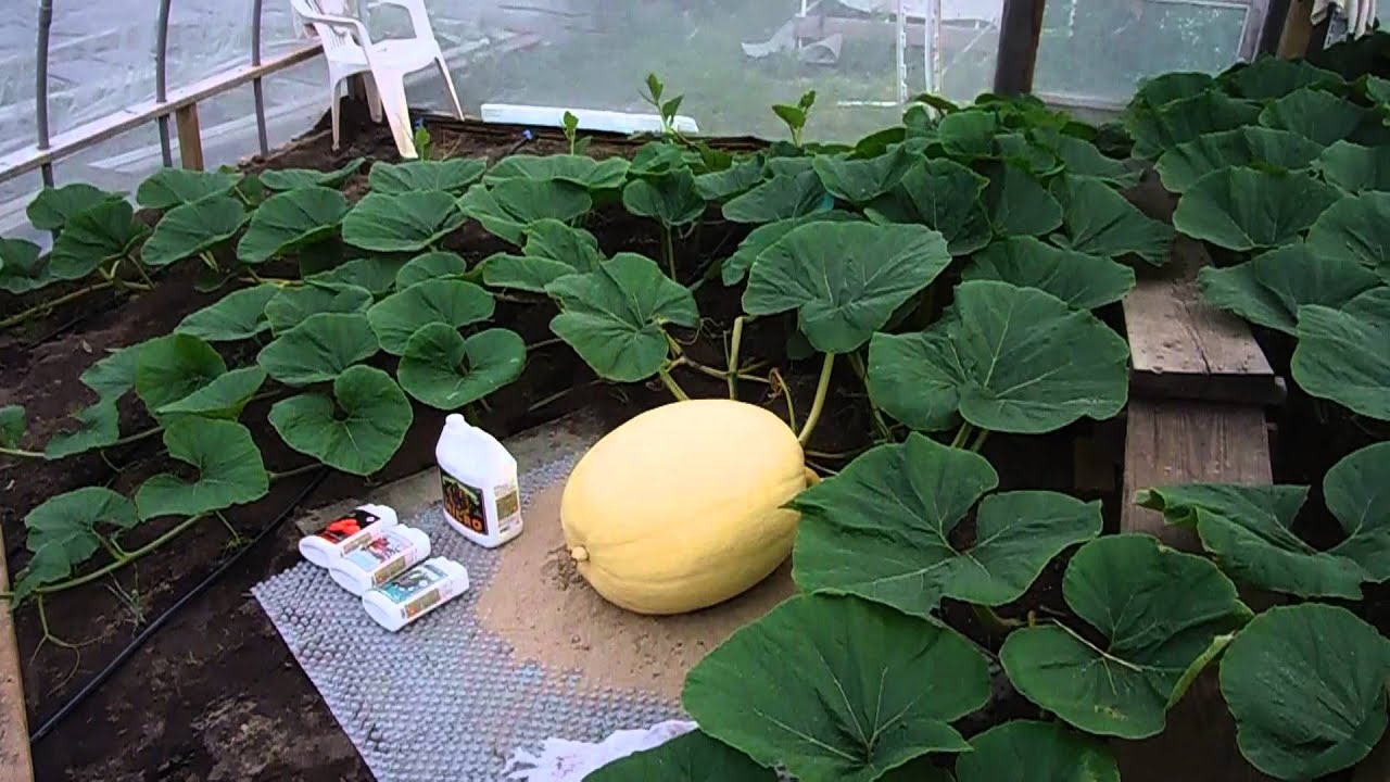 Growing Giant Pumpkins 4th of July Advanced Nutrients