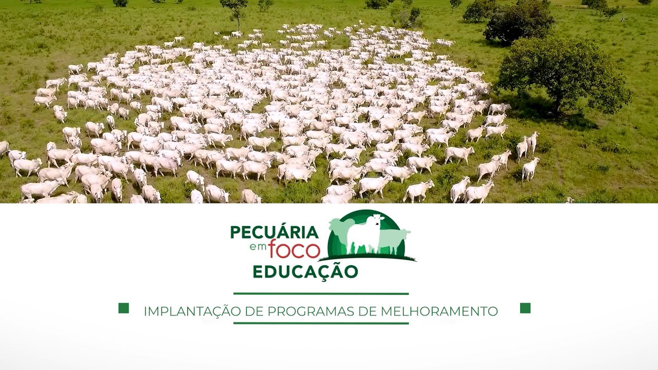 11 - PLANO DE IMPLANTAÇÃO DE MELHORAMENTO - PECUÁRIA EM FOCO EDUCAÇÃO