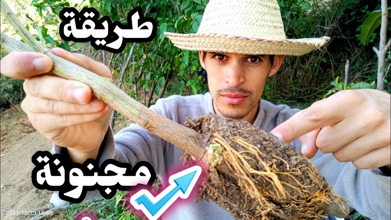 طريقة مجنونة لتكثير وزراعة أشجار الفواكه، طريقة ترقيد ذكية 😄