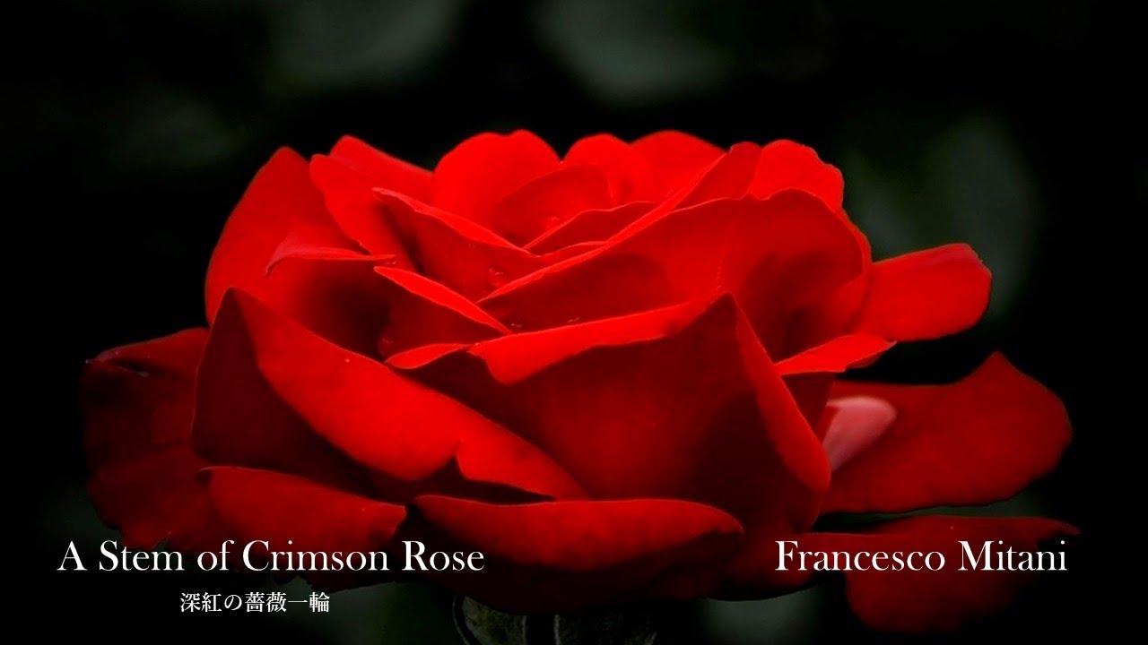 A Stem of Crimson Rose　（深紅の薔薇一輪）