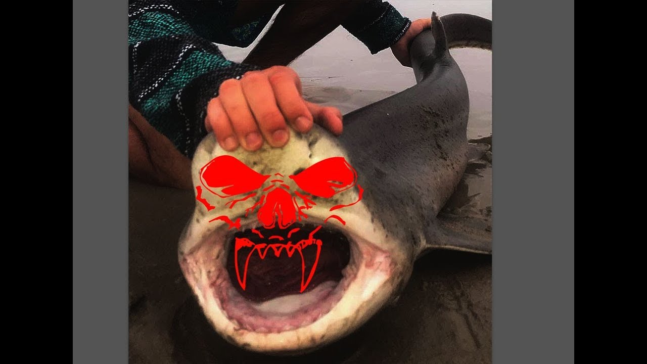 Surf Fishing Sevengill Shark