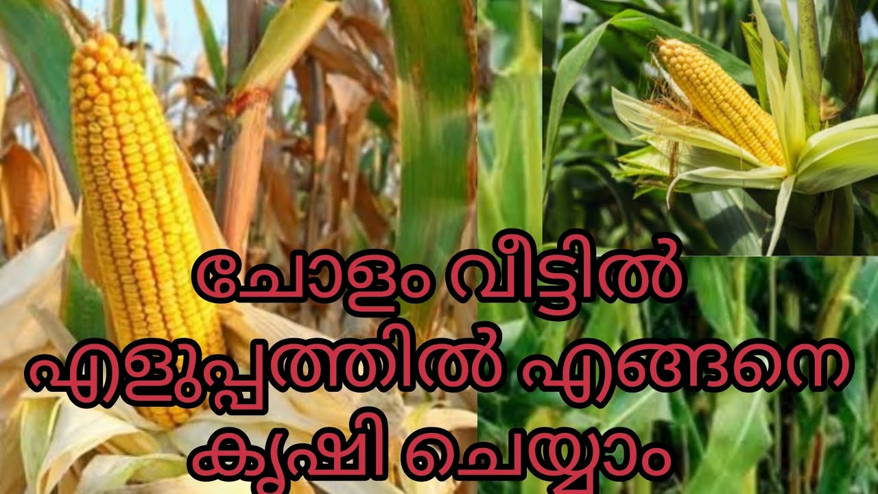 ചോളം വീട്ടിൽ തന്നെ എളുപ്പത്തിൽ കൃഷി ചെയ്യാം (Grow Corn Easily at Home)