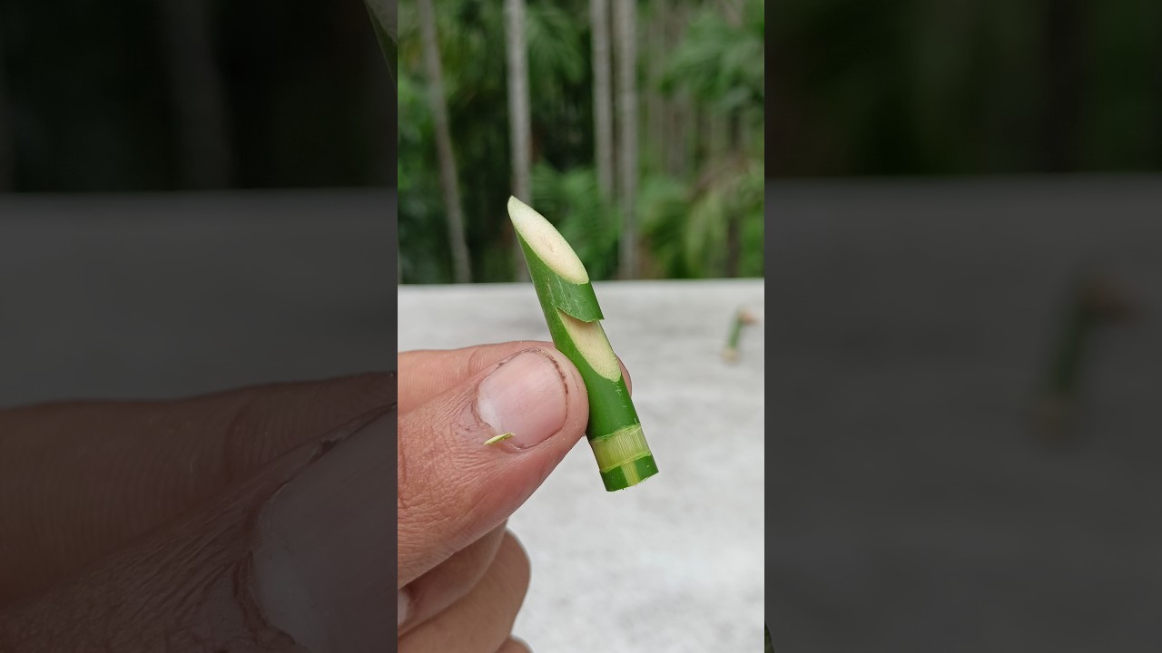 Bamboo Creations with Slingshots 