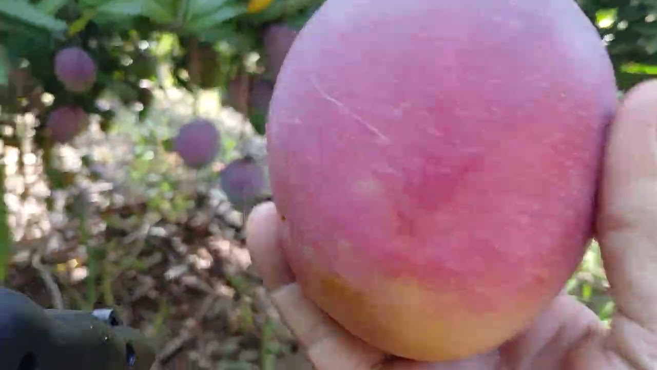 COLHENDO  MARACUJÁ. 