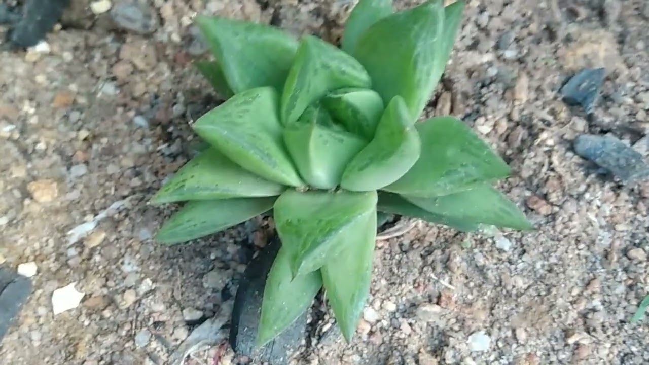 Suculenta.