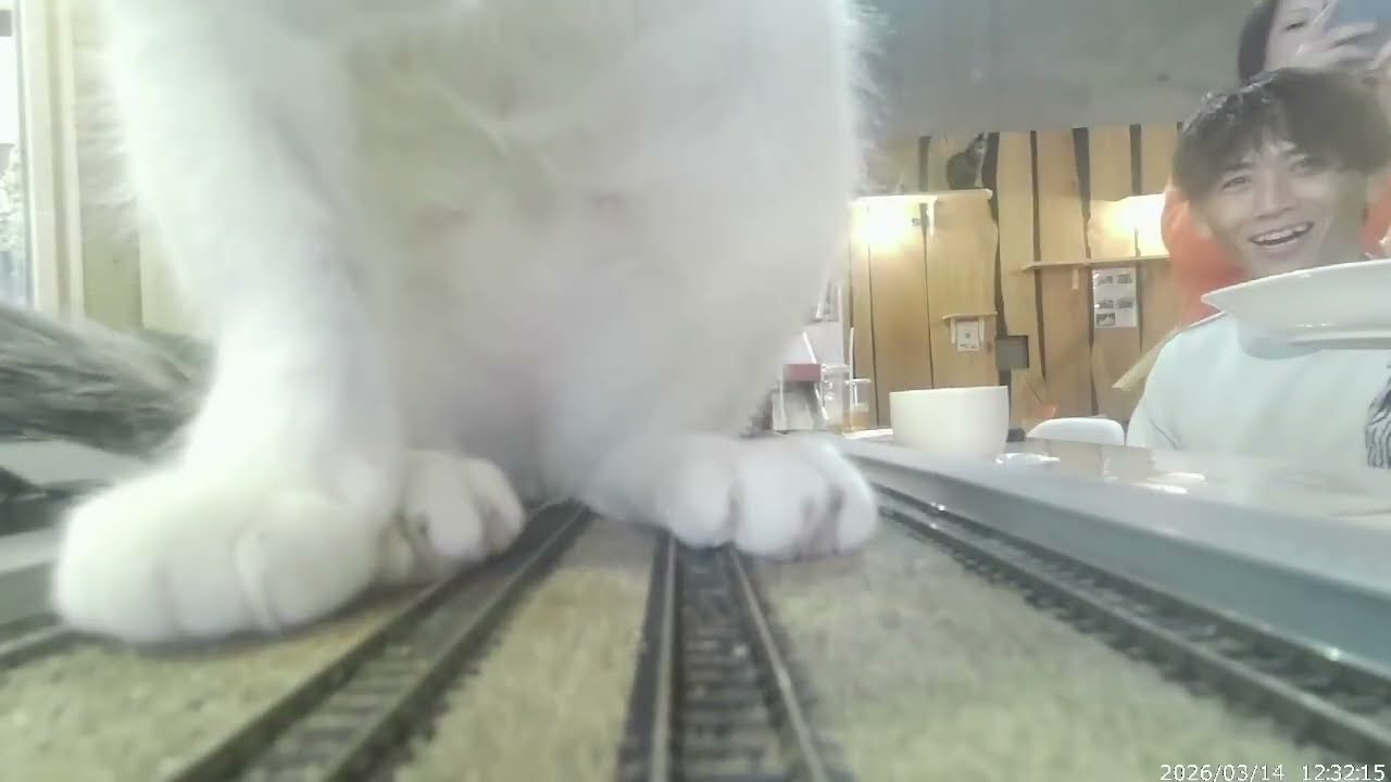 猫たちと一緒にすごしませんか？Why not spend your Sunday with the cats?