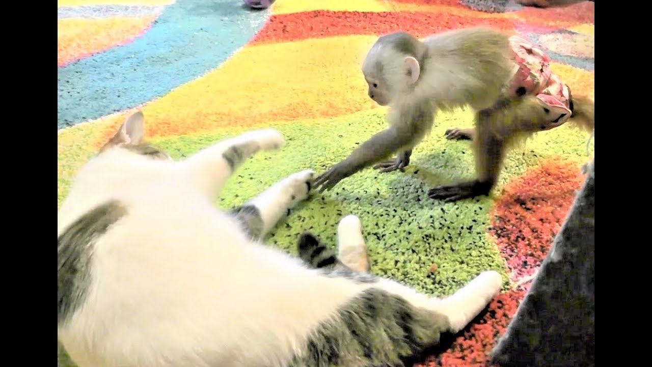 Baby Monkey Gracie Play with Cat