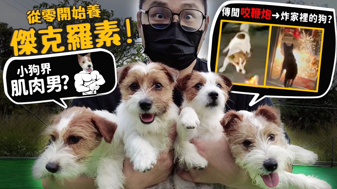 【從零開始養】傑克羅素㹴!小隻卻是肌肉男?傳聞中咬鞭炮炸家裡的狗?為什麼破壞力強?會獵狐狸?【許伯簡芝】