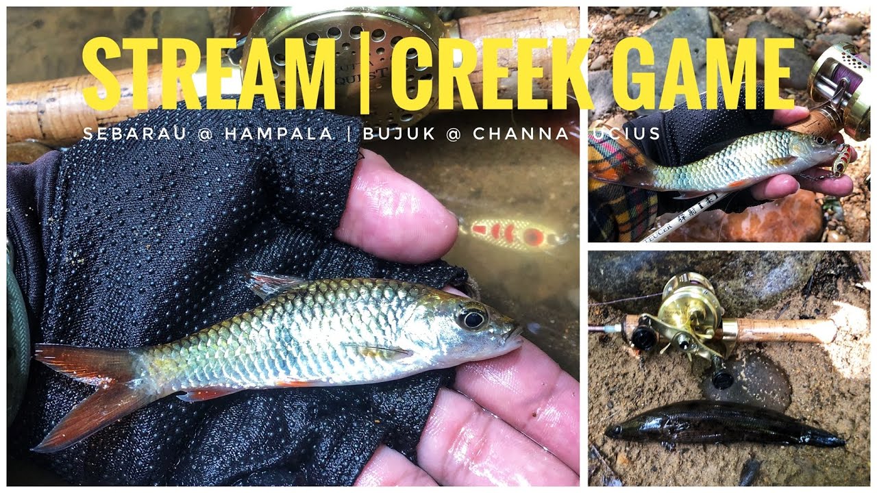 VLOG 57 - Sebarau @ Hampala #5-6/2025 | Bujuk @ Forest Snakehead #1/2025 [ SHIMANO CQ51 ]