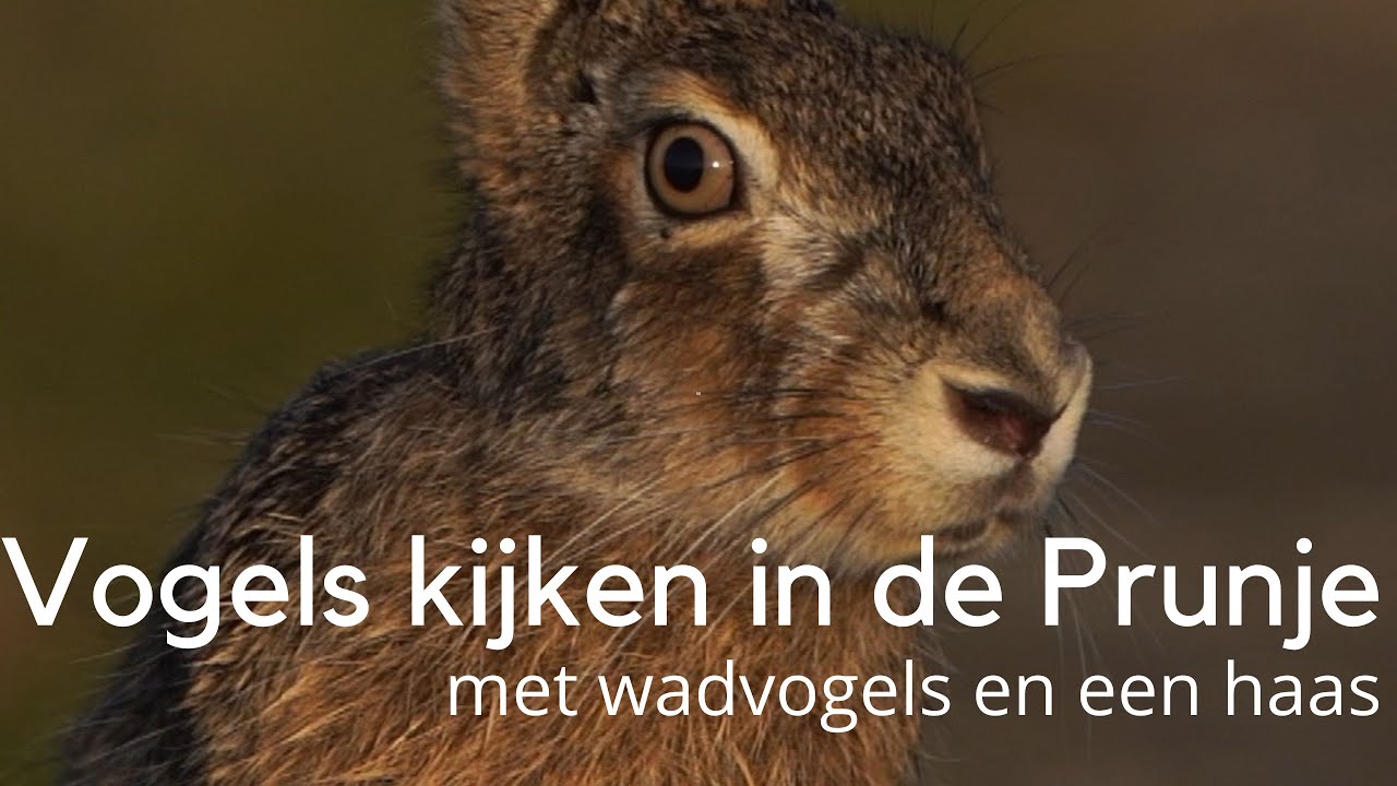 Vogels kijken in de Prunje waar een haas de show steelt #1481