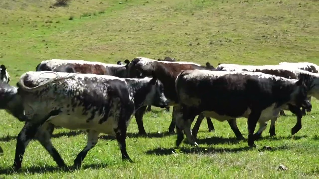 Ok Station Speckle Park Heifers