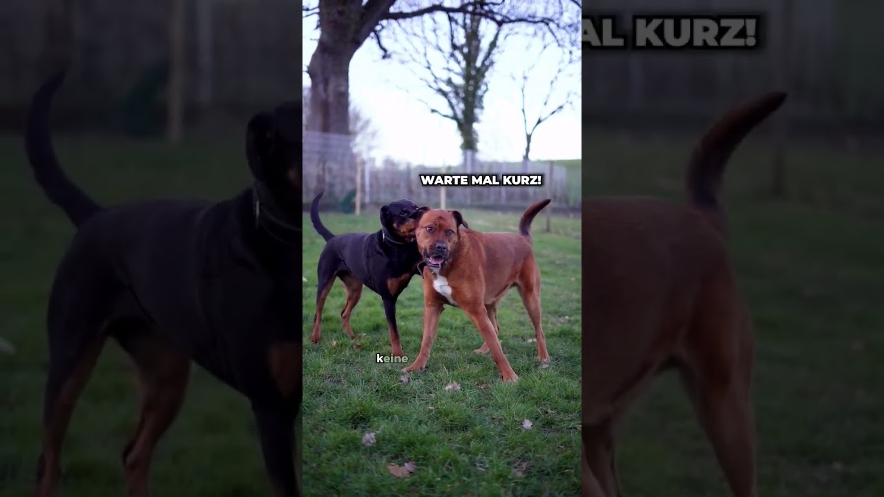 Wie sieht echtes Spiel unter Hunden aus?  #hundeverhalten #hundevideos #hundewissen #hundeausbildung