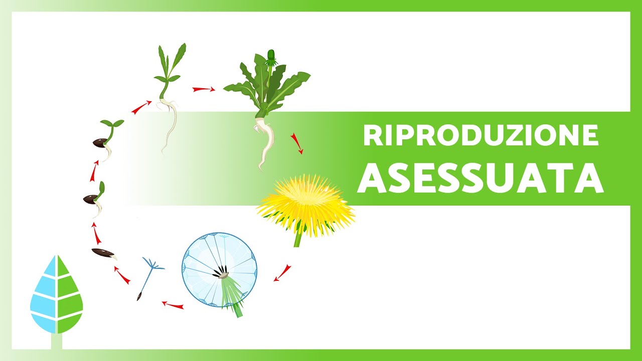 RIPRODUZIONE ASESSUALE delle PIANTE 🌿🌸 (Caratteristiche, Tipi ed Esempi)
