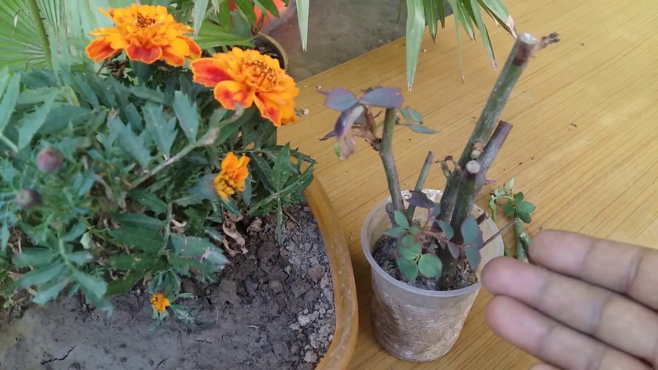 Rose cutting care & tips || how to grow  Rose Homegarden