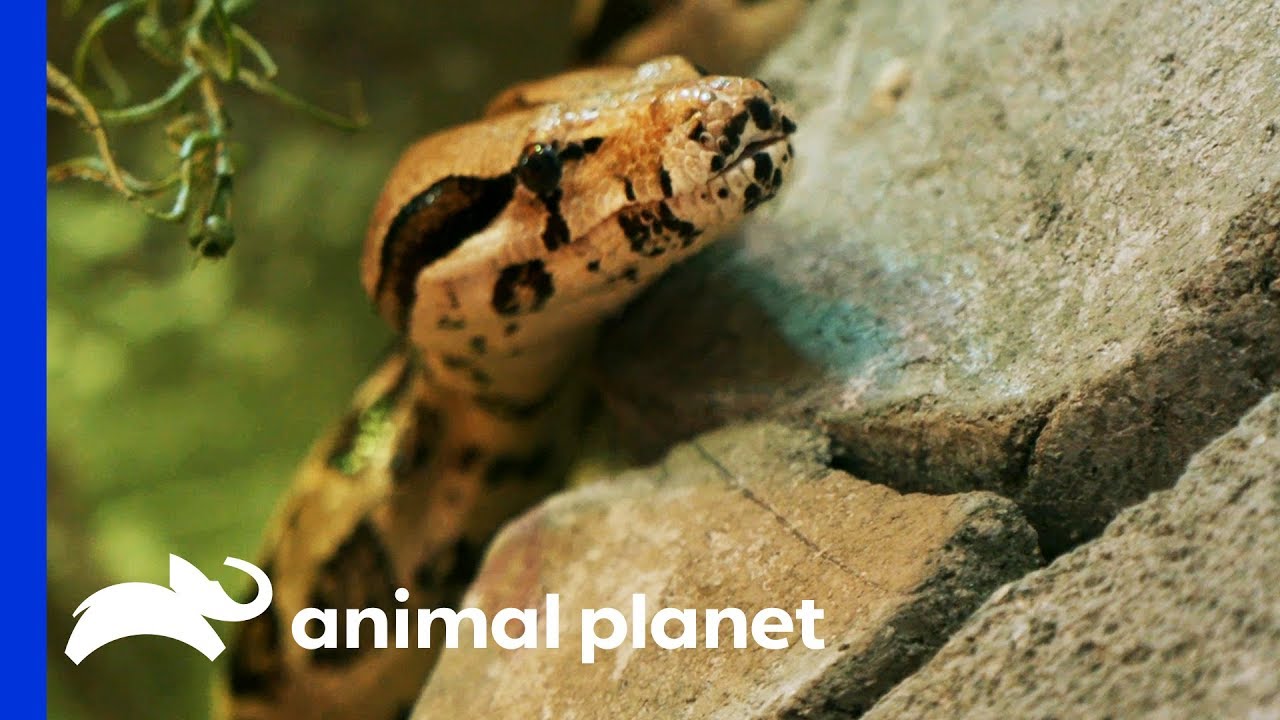 Four Rescued Snakes Get An Insane Jungle Enclosure | Animal Cribs