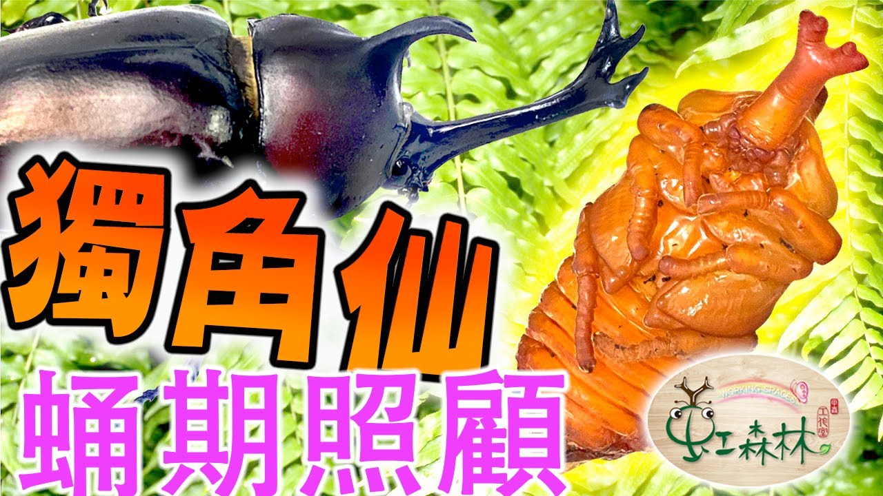獨角仙化蛹了嗎?怎麼判斷雞母蟲化蛹 獨角仙的蛹室塌了★ 虹森林chentsei甲蟲老師 ★