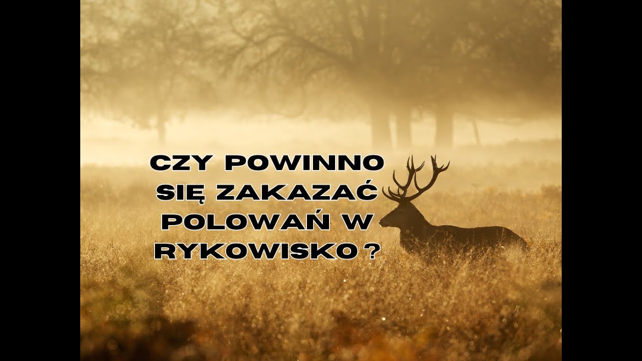 Czy powinno się zakazać polowań w rykowisko? Odpowiada lekarz weterynarii Maciej Perzyna.