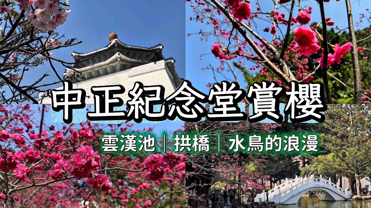 中正紀念堂賞櫻｜雲漢池、拱橋｜南洋杉步道的浪漫｜大漁櫻、小富士櫻、修善寺寒櫻爭相綻放
