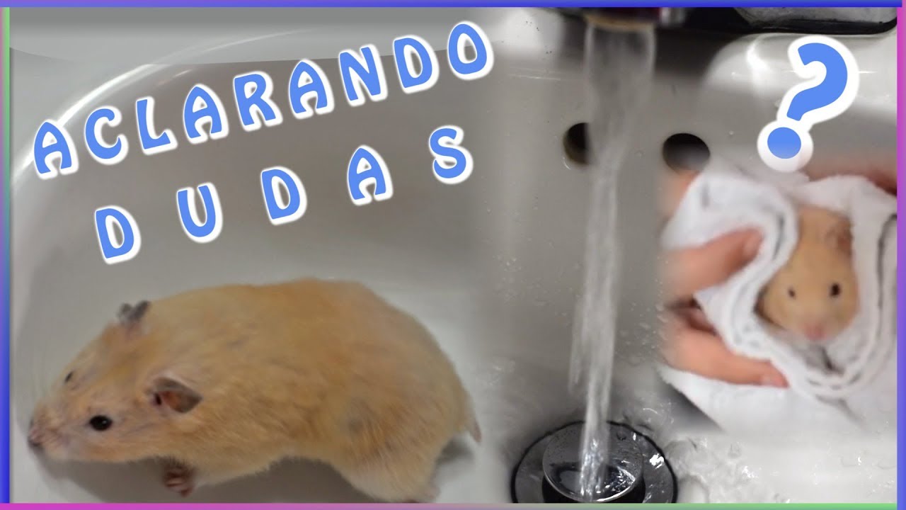 Puedo bañar a mi hamster?