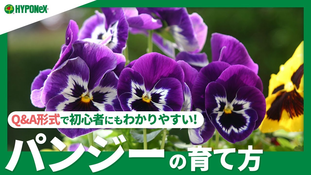 ☘11:パンジーの育て方｜花を長く楽しむコツ、植えつけの注意点、剪定や花がら摘みの方法などご紹介｜【PlantiaQ&A】ガーデニングのお悩み解決！植物の情報、育て方をQ&A形式でご紹介