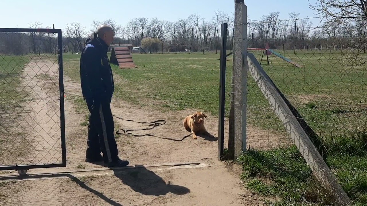 Labrador kapu szabály oktatása kutyakiképzés