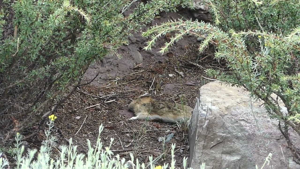 Himalayan Weasel 15/Aug/2025