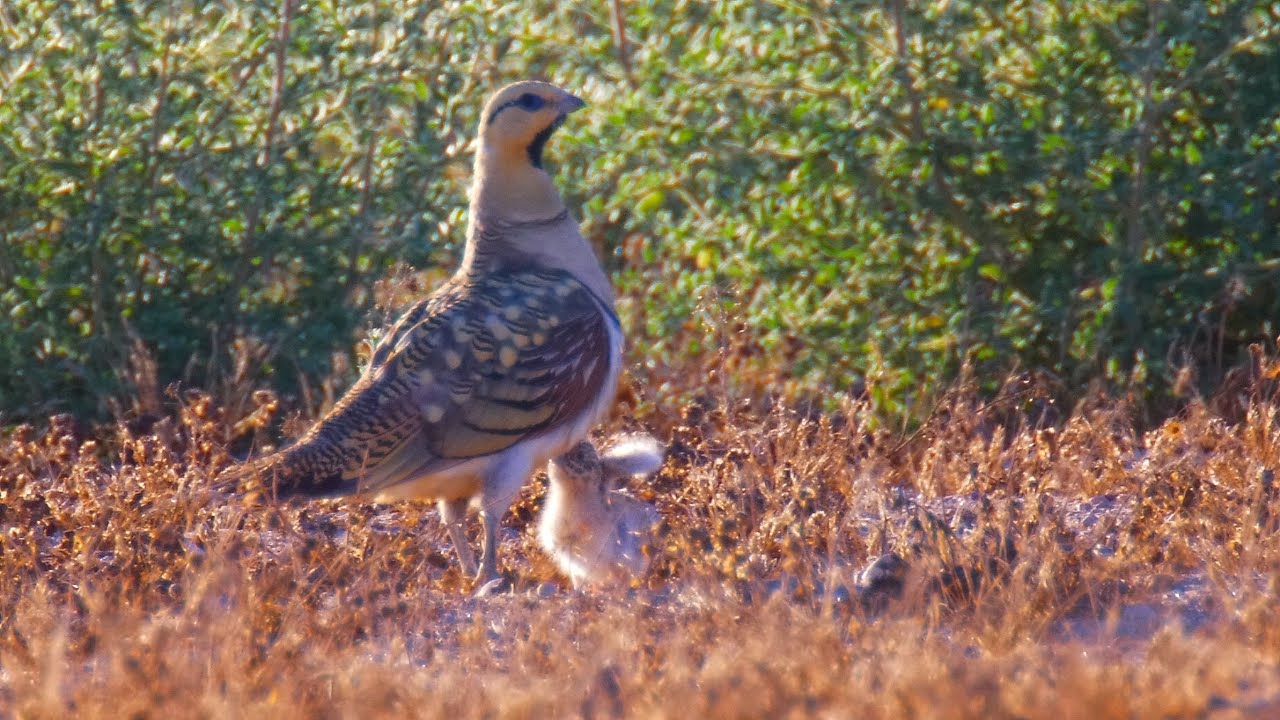 Very young and cute Pin-tailed sandgrouse chicks אפרוחי קטה חדת זנב קטנים  וחמודים במיוחד
