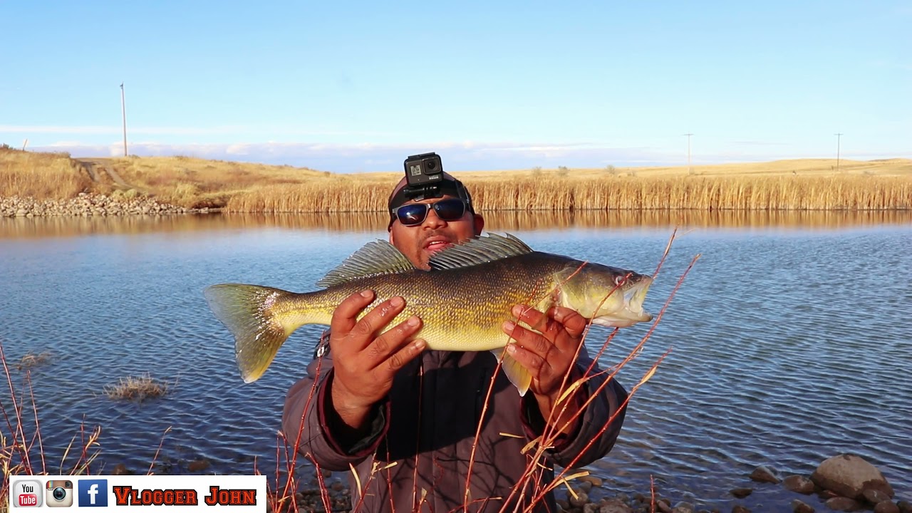 Pike and Walleye Fishing using Dynamite Plastics (Smoking Shad)/ Lake Newell Alberta/vlogger john