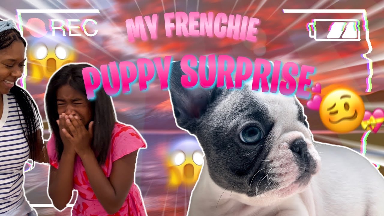 MY FRENCHIE PUPPY SURPRISE!! 🐶
