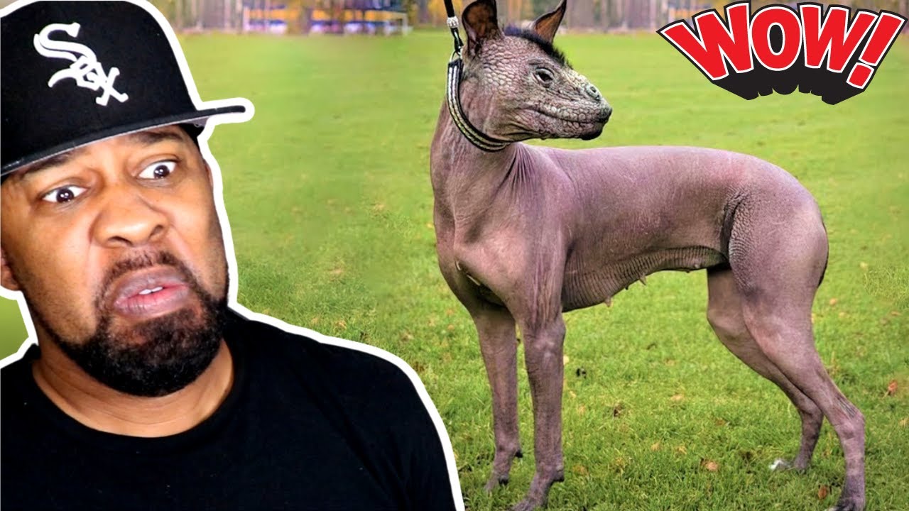 The Most Recently Discovered Dogs In The World