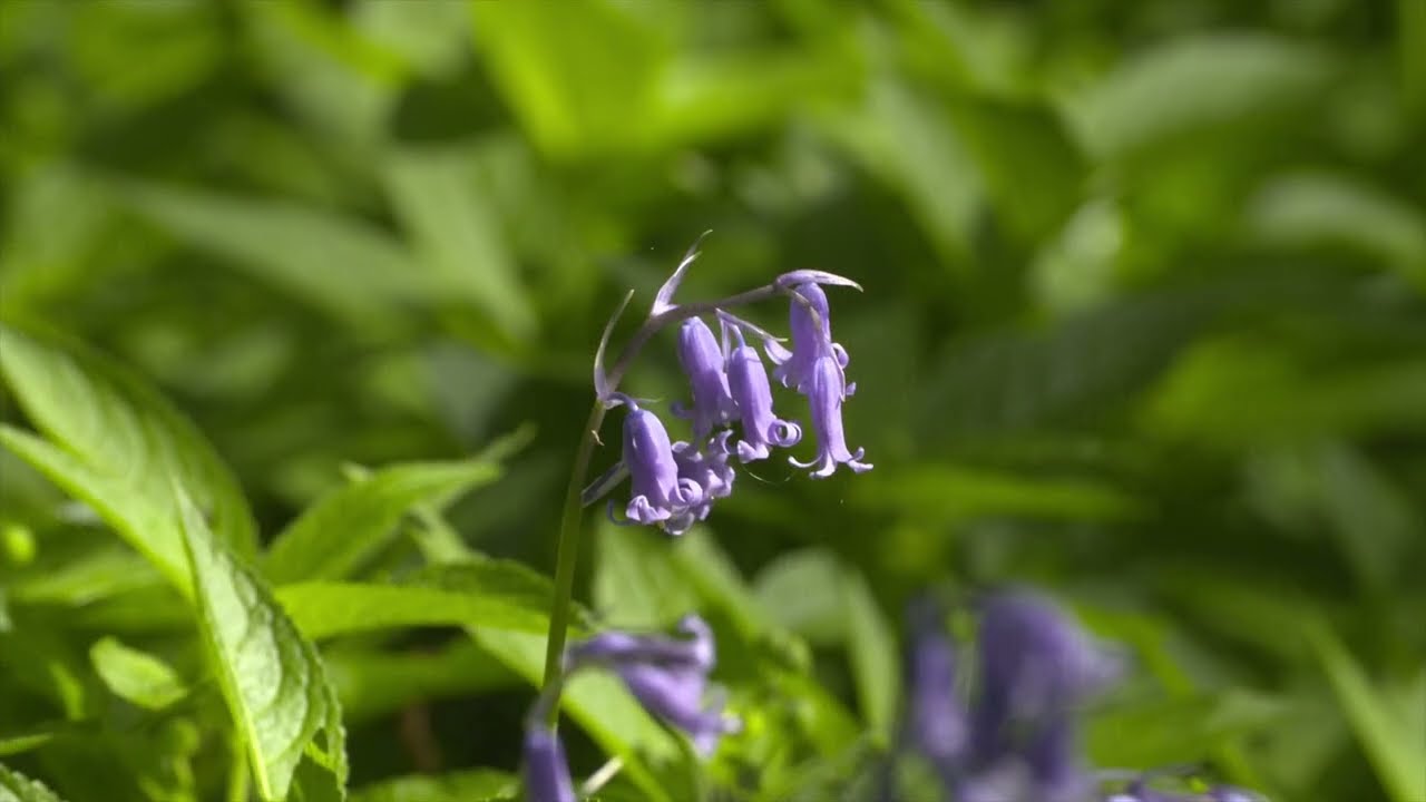 Wild Explorers   The Bluebell Wood