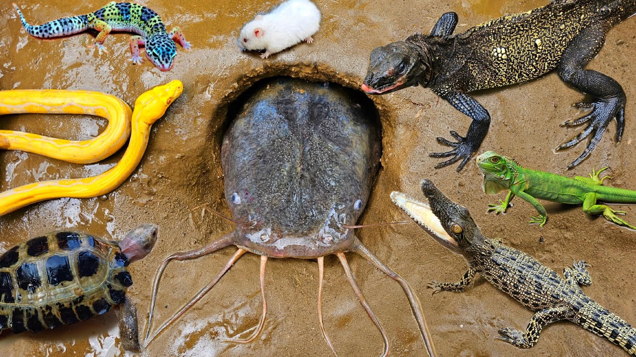 Tangkap belut besar dalam lubang ada ikan lele, ikan hias, ikan koi, ikan gabus, kura kura, buaya