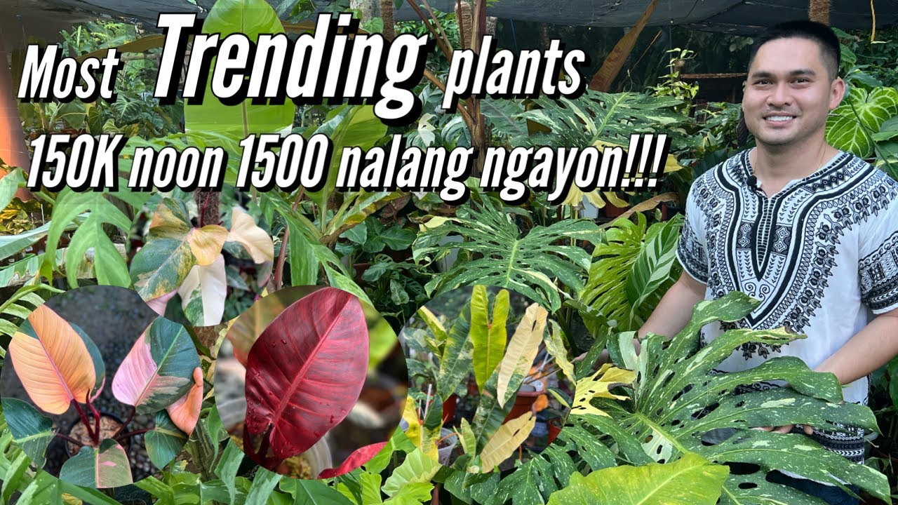 MOST TRENDING PLANTS NGAYON 2022