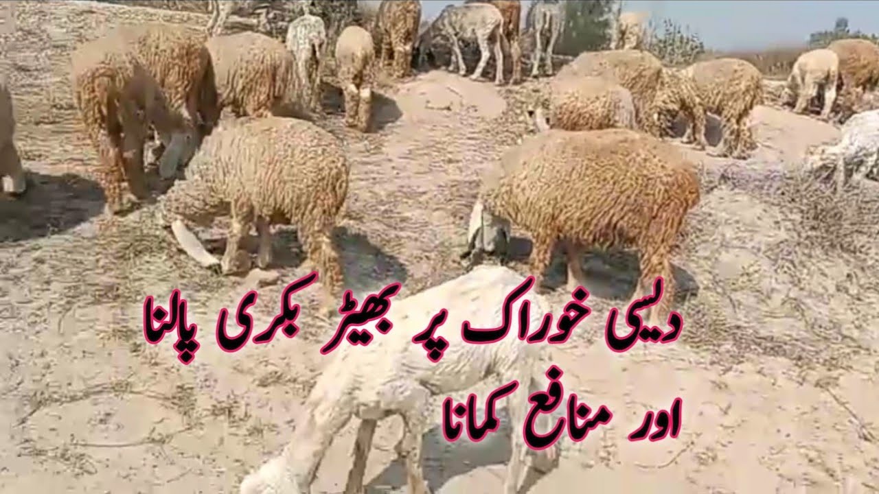 Sheep farming in village and most benefits business MashAllah 