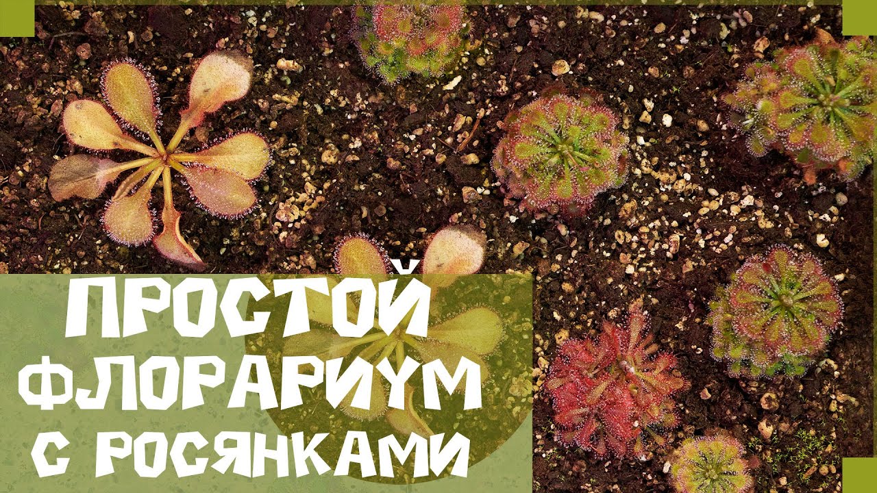 Простой флорариум с росянками